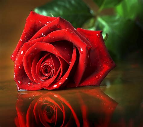 تحميل أجمل صور الورد الأحمر والحب